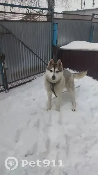 Пропала хаски, ул. Строителей 118, Фролово - photo