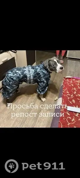 Пропала собака в лесу у д. Елохово - photo