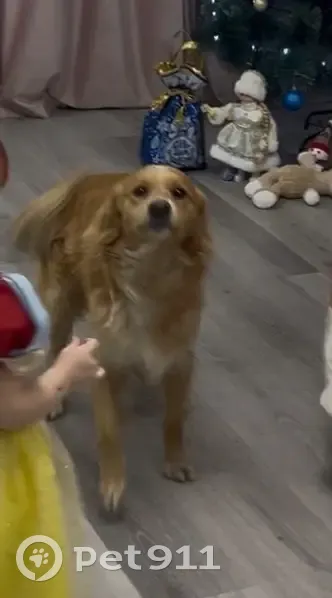 Пропала собака, Аскизский тракт, Абакан - photo