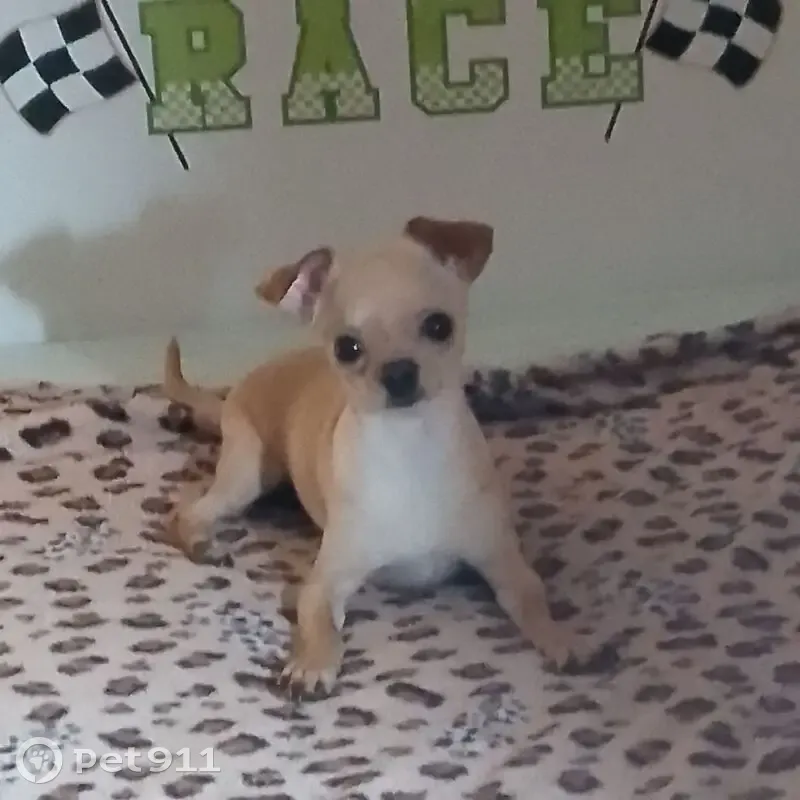 Пропала собака, Центральная ул. 25, Переселенческое - photo