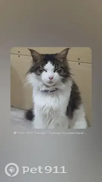 Пропала кошка, Кинель, Самарская обл. - photo