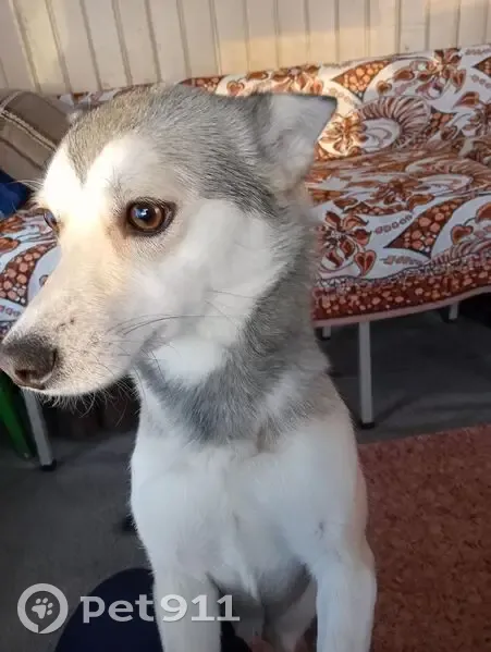 Пропала собака, Октябрьская ул., Нижневартовск - photo