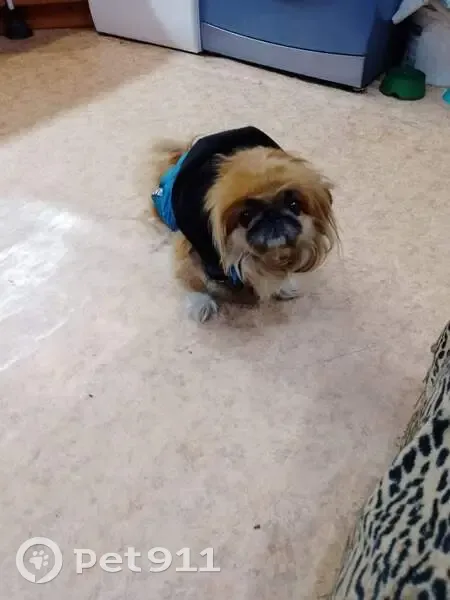 Пропала собака у аптеки, Марченко, 22 - photo