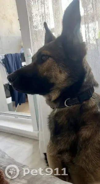 Пропала собака, ул. 80-й Гв. Дивизии, Барнаул - photo