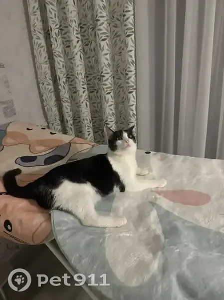 Пропала кошка, ул. Пихтовая, 9 - photo