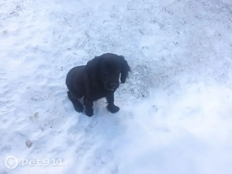 Найдена чёрная собака, Пограничная ул. - photo