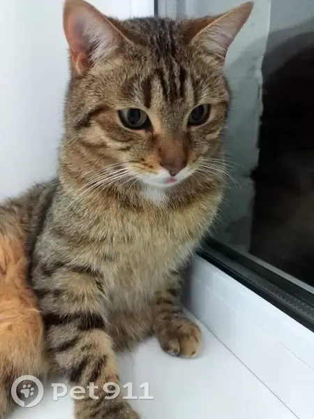 Пропала кошка, Солнечная ул., Туймазы - photo