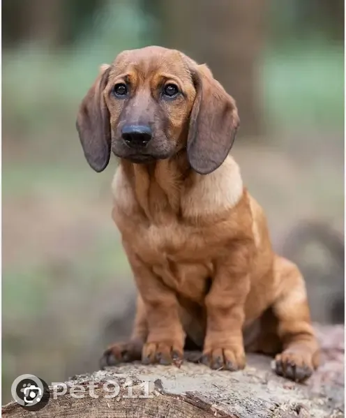 Пропала собака, Студенческая 32Б, НК - photo