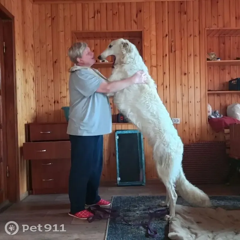 Пропала борзая, Ладожская ул., Усть-Лабинск - photo