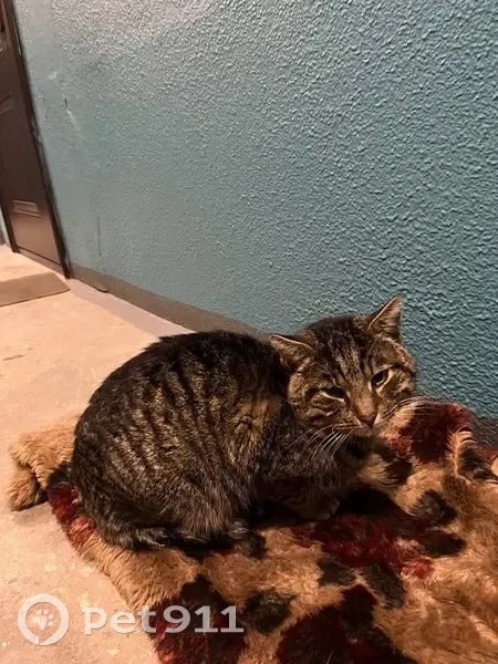 Кошка найдена на Попова 12, Петрозаводск - photo