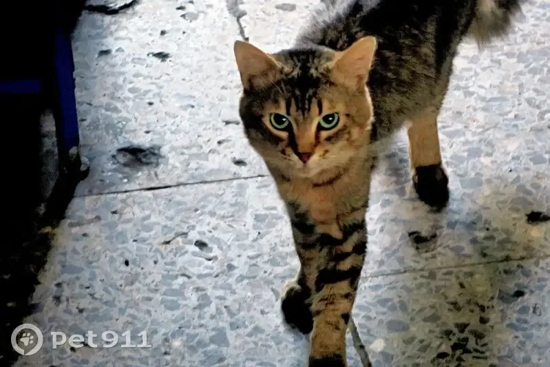 Кошка найдена: Путейская ул, 4, Петрозаводск - photo