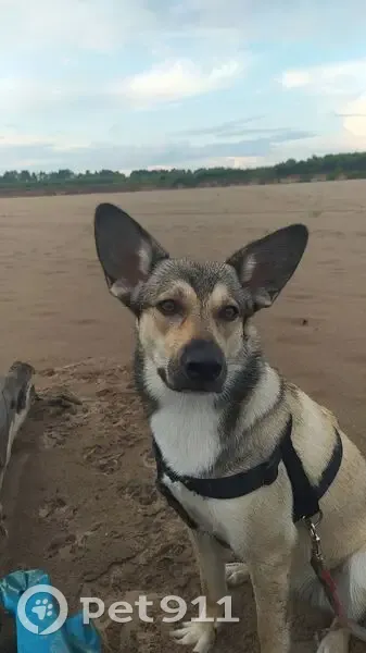Пропала собака, Киров, Северная наб. - photo