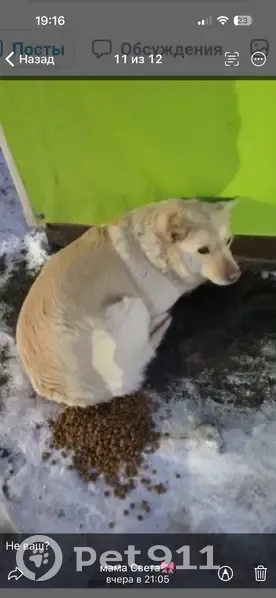 Пропала собака, ул. Труда, 21, Кротовка - photo