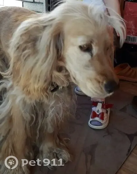 Пропала собака, Сенной пер., Черемхово - photo