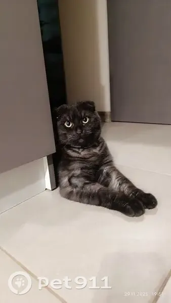 Пропала кошка, ул. Луначарского 128 - photo