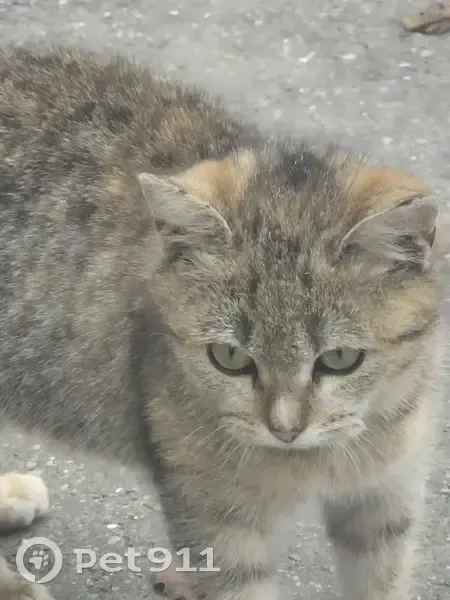 Пропала кошка, Калининский пер. 54, Будённовск - photo