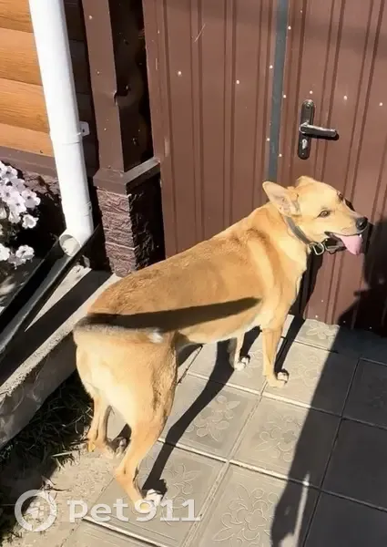 Пропала собака, ул. Гагарина, 19Б - photo