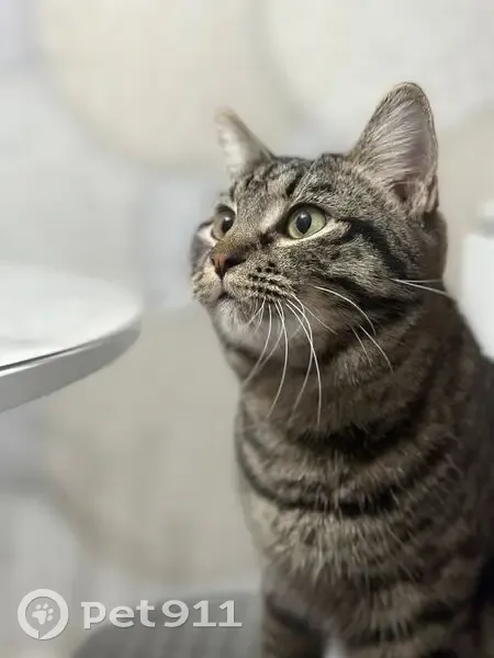 Пропала кошка, Иглино, Российская 1/3 - photo