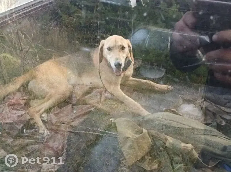 Пропала гончая! 17Н-40, Красный Октябрь - photo