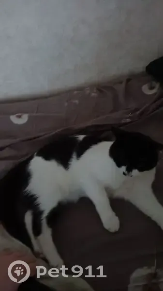 Пропала кошка, ул. 107-й Стрелковой Дивизии - photo