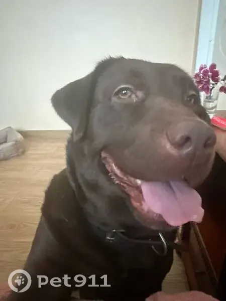 Лабрадор найден: Коммунистический пр., 19 - photo