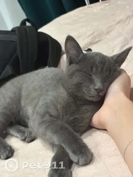 Пропала кошка, ул. Победы 13, Тарко-Сале - photo