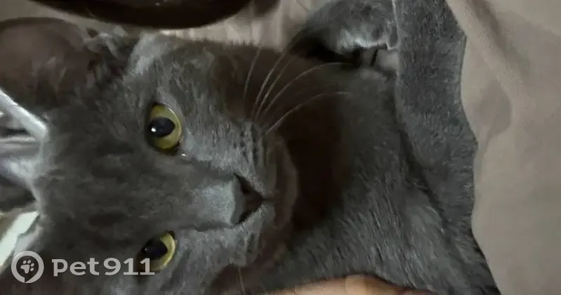 Пропала кошка, ул. Победы 13, Тарко-Сале - photo