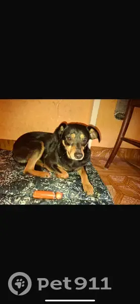 Пропала собака в Северо-Задонске, у завода СЭЗ - photo