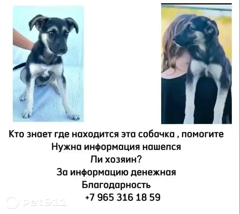 Пропала собака, ул. Лихачёва 70, Грязи - photo