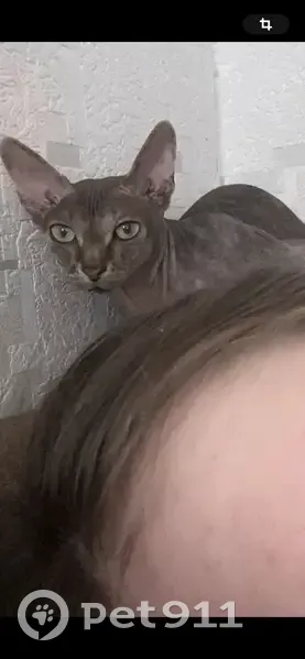 Пропала кошка, ул. Карла Маркса 2, Усть-Лабинск - photo