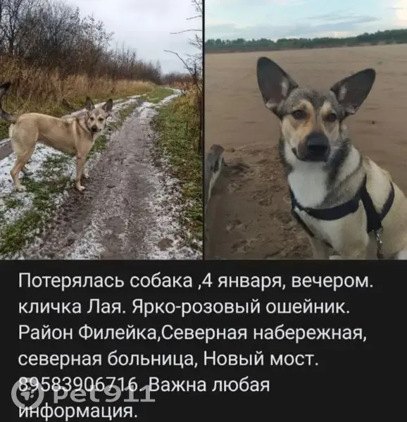 Пропала собака, Киров, Сельский 14А - photo