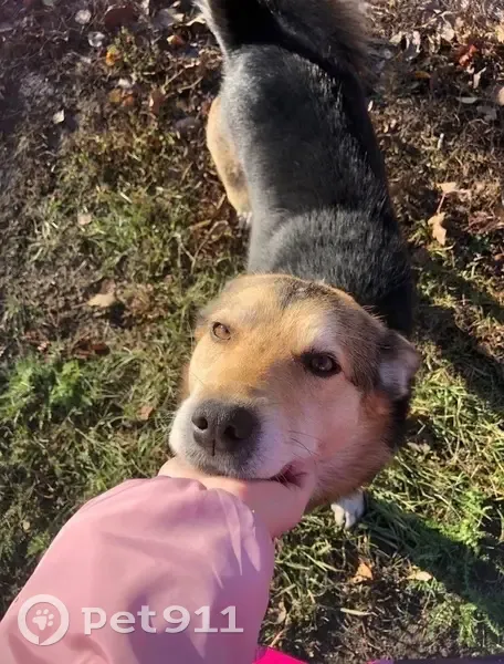 Пропала собака Чич, Аннино, ул. Набережная - photo