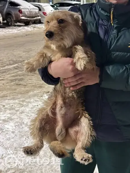 Найдена собака, ул. Станкевича, 45, Воронеж - photo