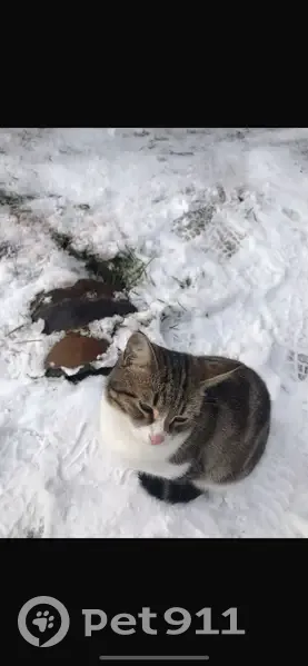 Пропал кот, 1-я Порецкая ул., 14, Уваровка - photo