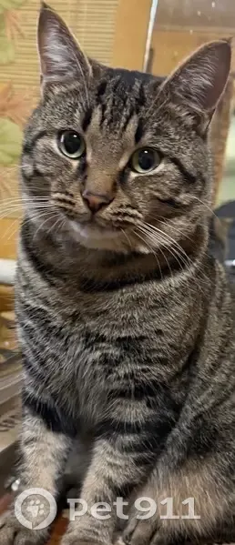 Пропала кошка, ул. Пушкина, Дубна - photo