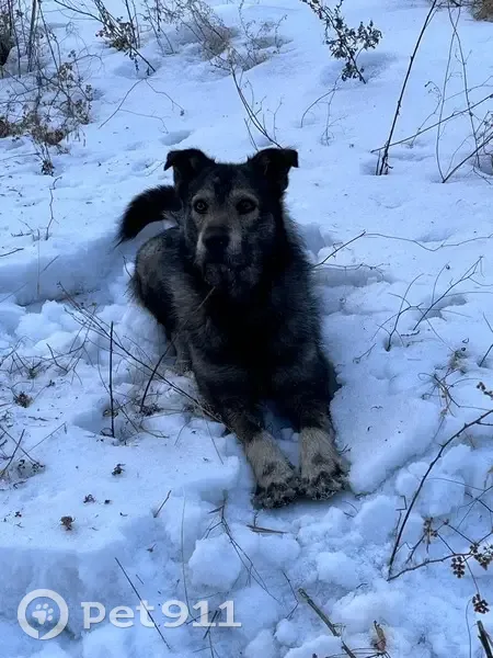 Пропала собака, Новолисиха 9 - photo