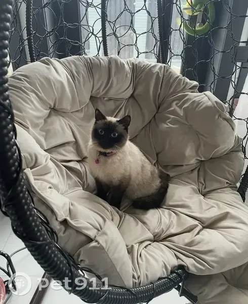 Пропала тайская кошка, М-2, 9, Одинцово - photo