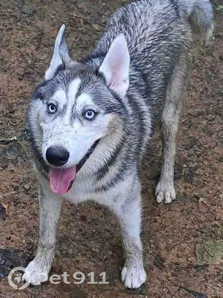 Пропала собака, ул. Щетининой, 24, Владивосток - photo