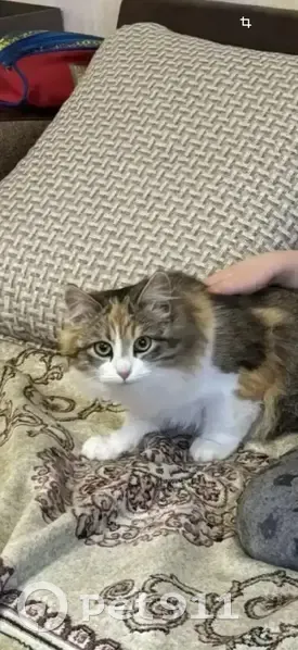 Пропала кошка, Касимовское шоссе, 63 к1 - photo