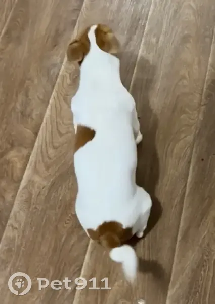 Пропала собака на ул. Ярославского, Пермь - photo