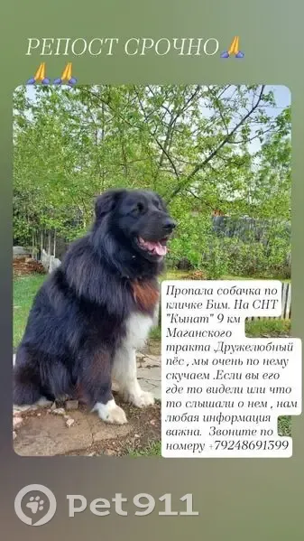 Пропала собака, Маган, Якутия - photo