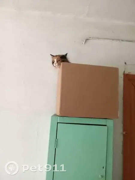 Пропала кошка в Воронино, Киренск - photo