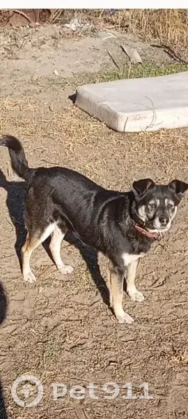 Пропала собака, ул. Пугачёва, Улан-Удэ - photo