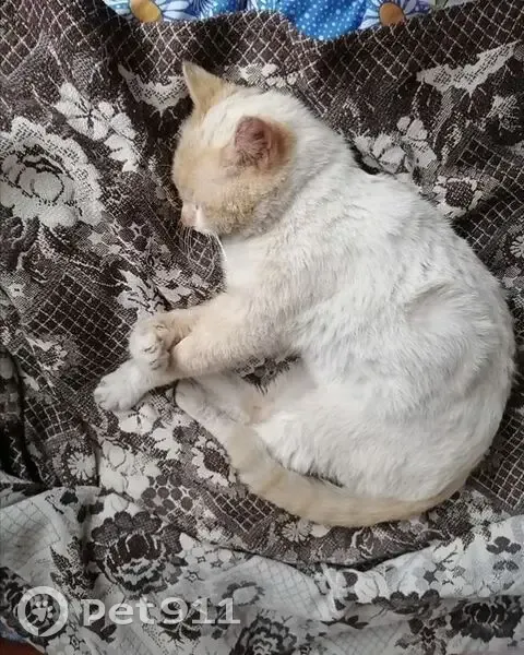 Пропал кот, Степановка, Томск - photo