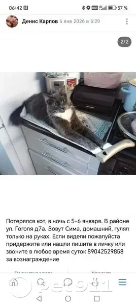 Пропала кошка, ул. Гоголя 7А, Суздаль - photo