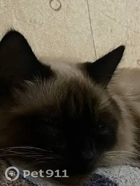 Пропала сиамская кошка, ул. Коммуны, 18Б - photo