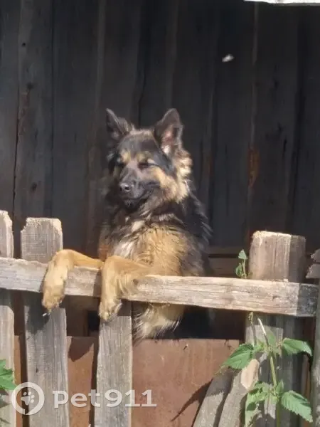 Пропала овчарка, Центральная 26, Калачик - photo