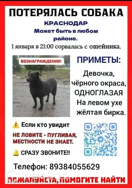 Пропала собака, Краснодарский край - photo