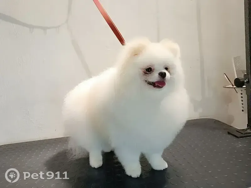 Пропала собака на ул. Зорге, 145, Новосибирск - photo