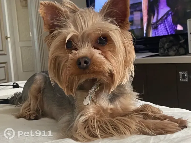 Пропала собака, Первомайская 46, Красное - photo